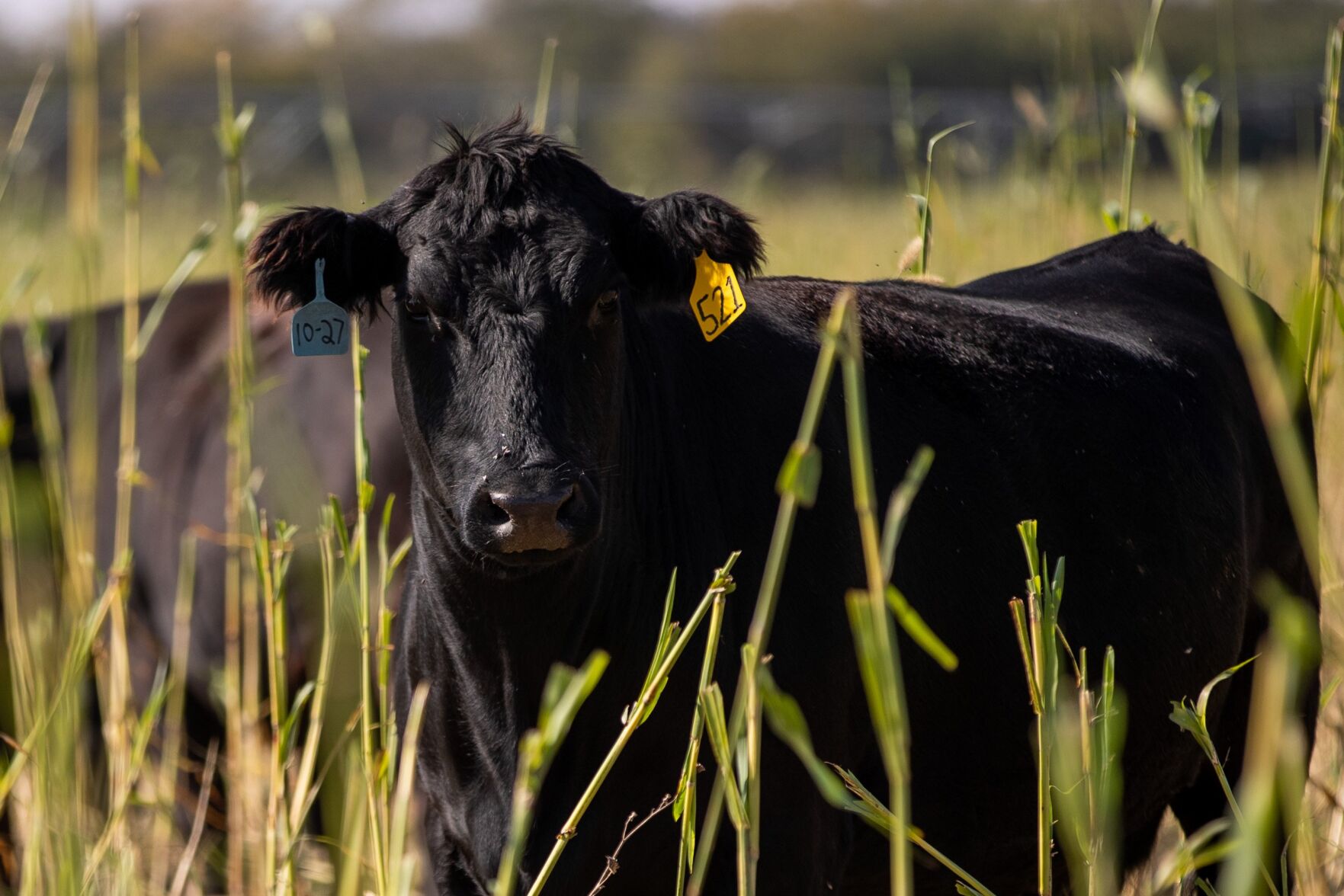101721-owh-new-beefventures-ar06.JPG (copy)